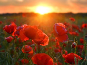 Never Forget The Ultimate Price: Why We Wear The Poppy